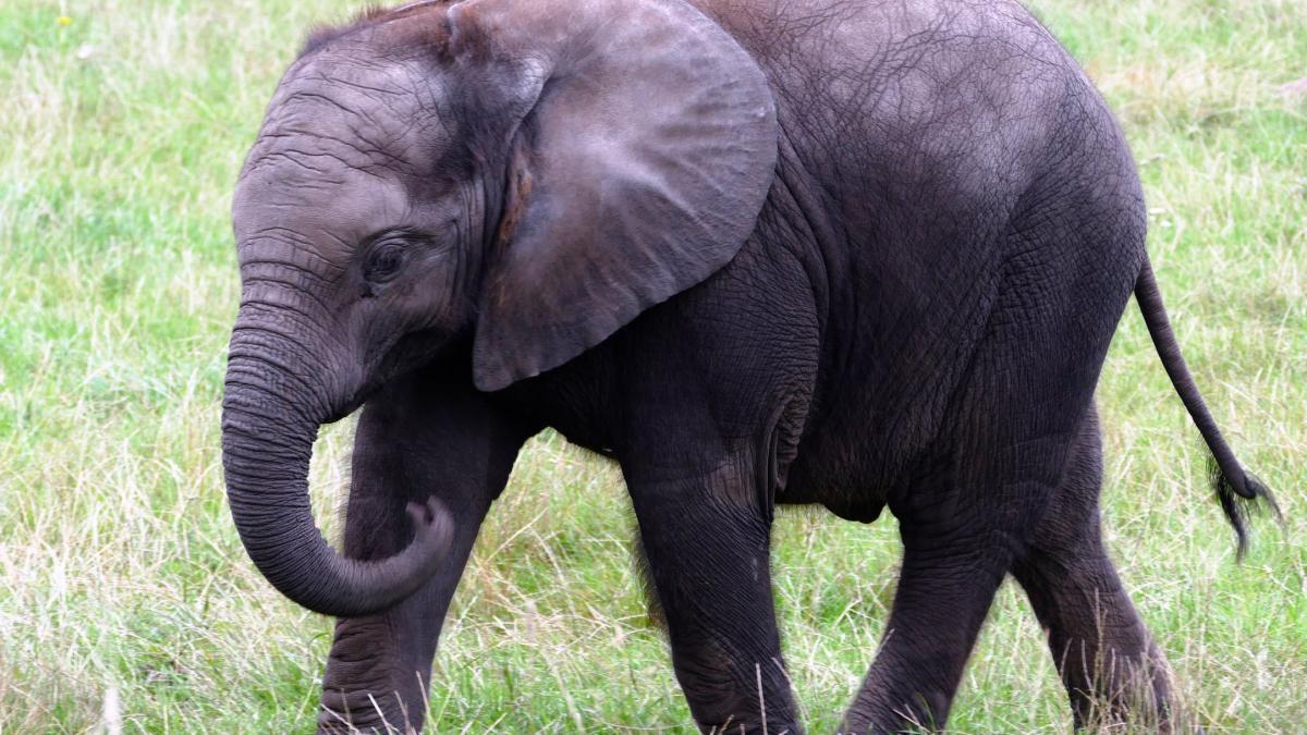 o britanica a fost ucisa de un elefant partenerul sau a descris experienta terifianta prin care au
