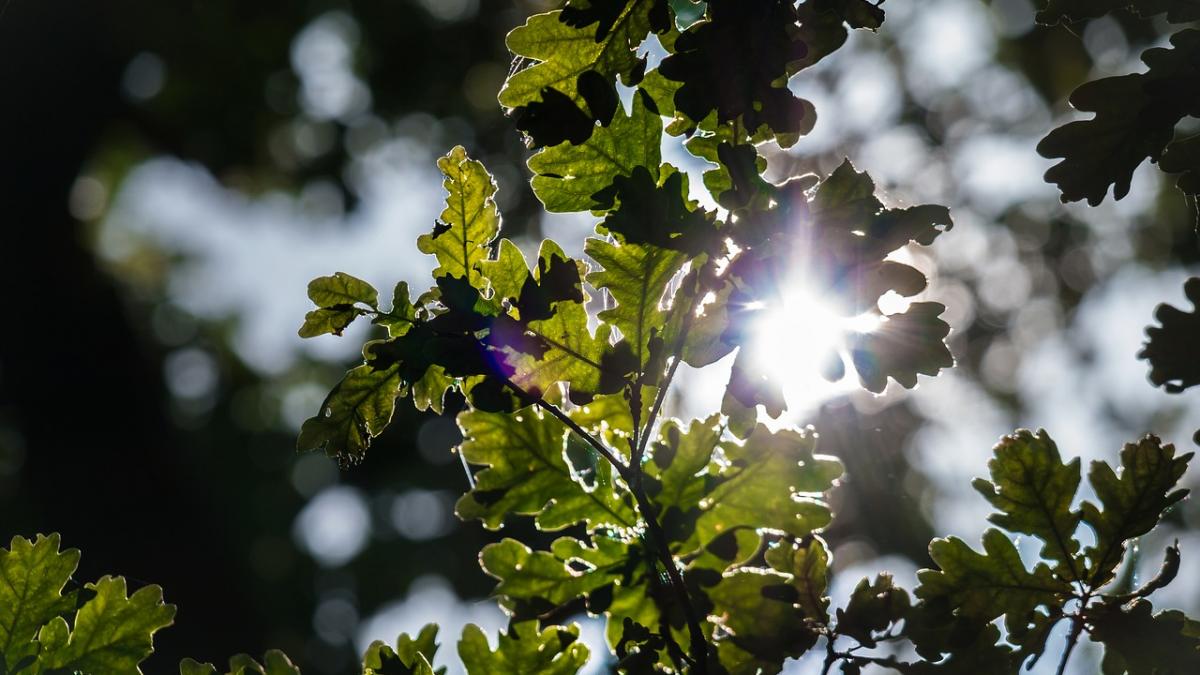 parcul dedicat centenarului a fost inaugurat in capitala
