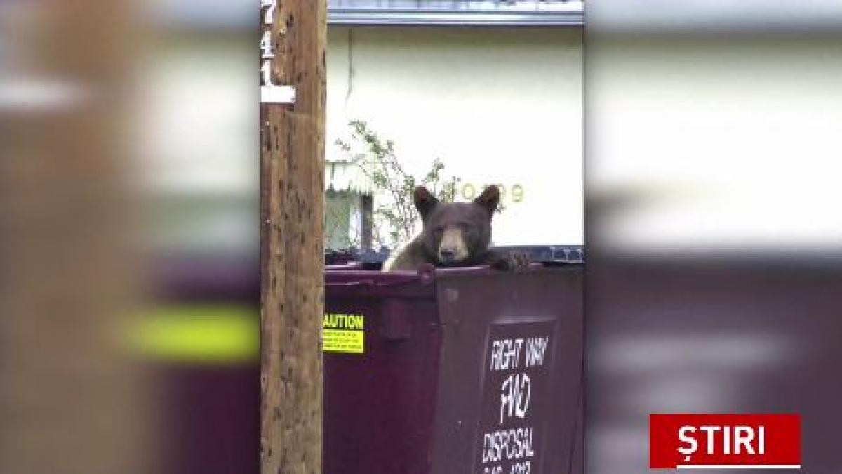un urs blocat intr o masina politistii au fost chemati sa intervina
