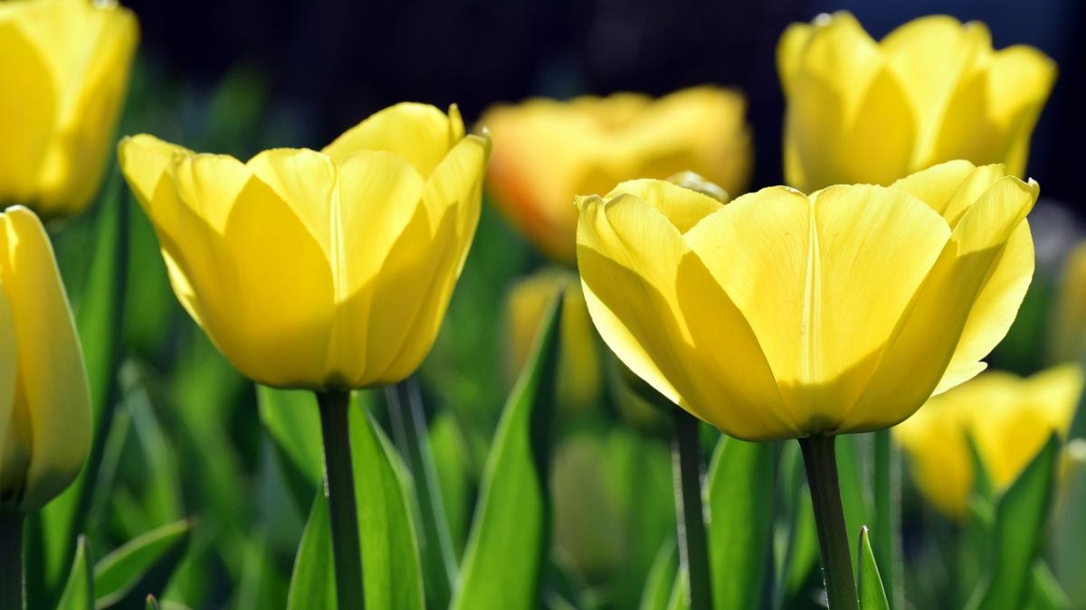 prognoza meteo pentru weekend vremea va deveni deosebit de calda