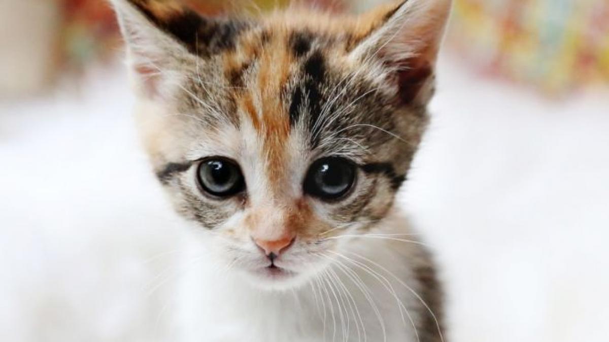 un pisoi a mers zeci de kilometri ca sa si regaseasca stapanii cand l au vazut insa oamenii au luat