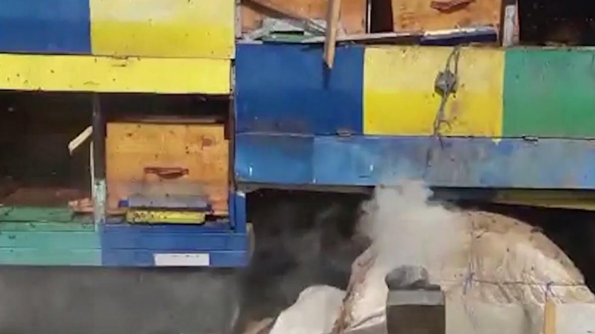 autoritatile din buzau sunt in alerta atac violent al unui urs