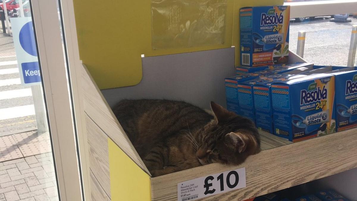 s a dus la supermarket sa cumpere mai multe lucruri se plimba printre rafturi iar la un moment dat