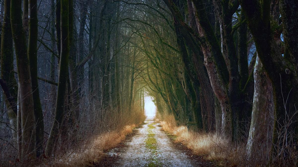 descoperire socanta in botosani o tanara ucisa cu mai multe lovituri de cutit a fost gasita la