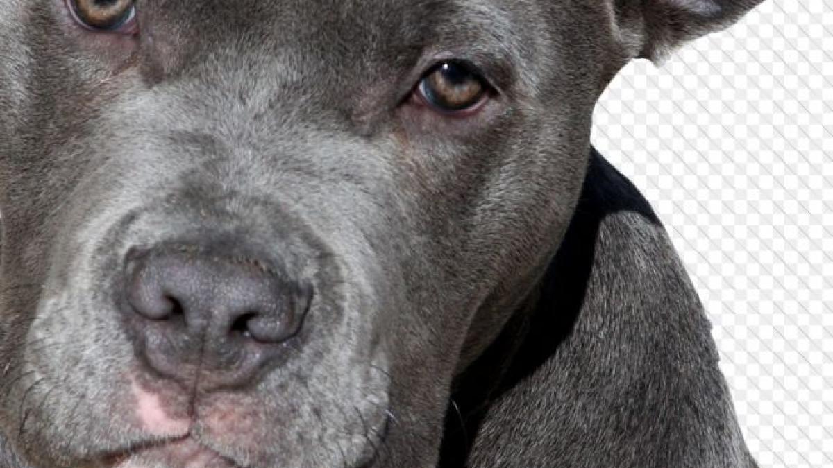 momentul cand o femeie este atacata de un pitbull in metrou imagini socante