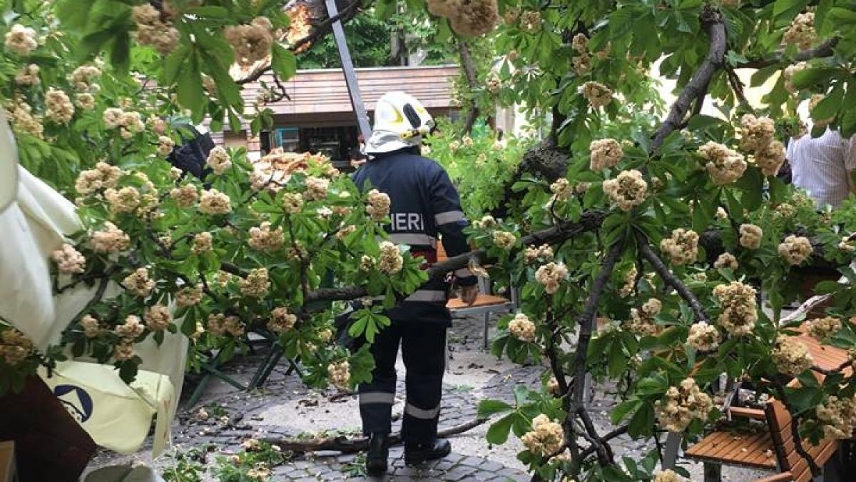 incident in capitala un copac s a rupt si a cazut pe terasa unei cafenele