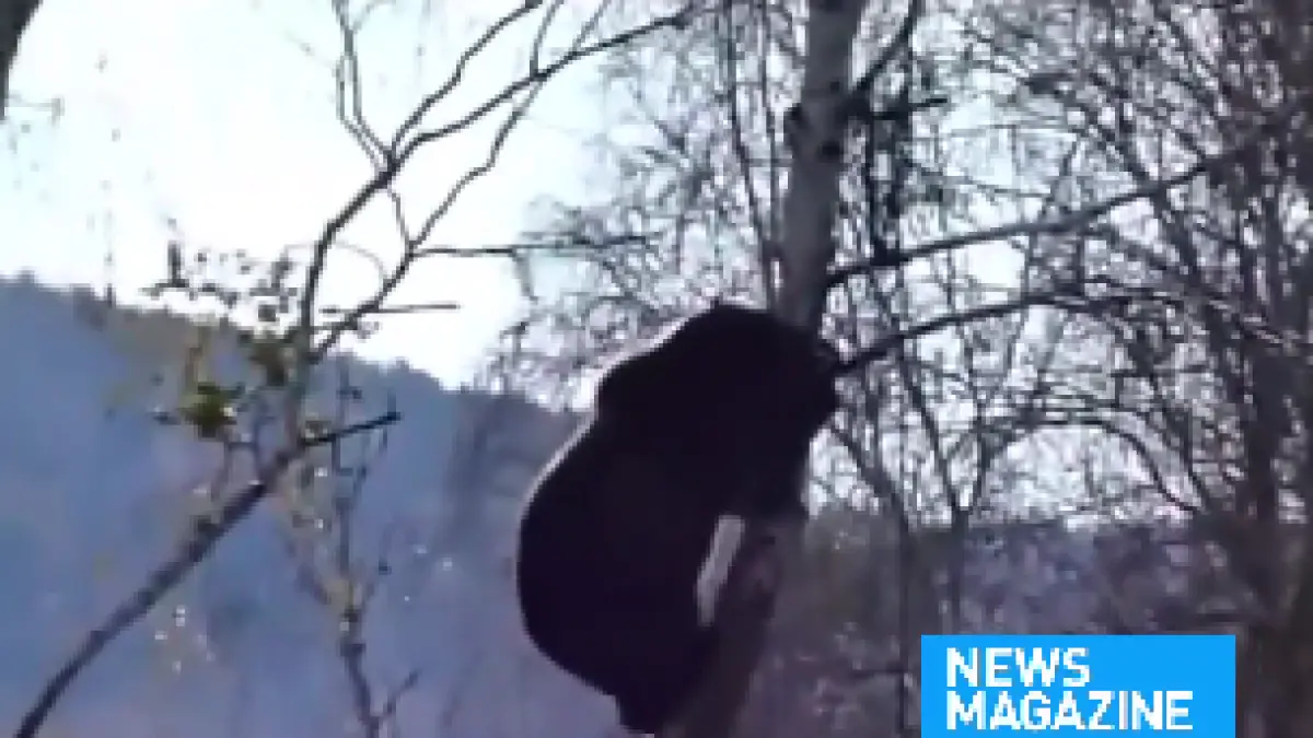 scene de cosmar doi tineri turisti s au intalnit cu ursul in padure