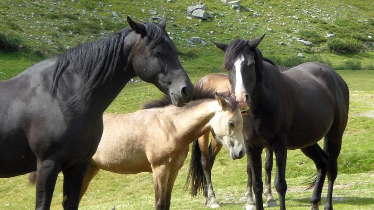 animalul care are o memorie incredibila isi aminteste expresiile faciale ale oamenilor