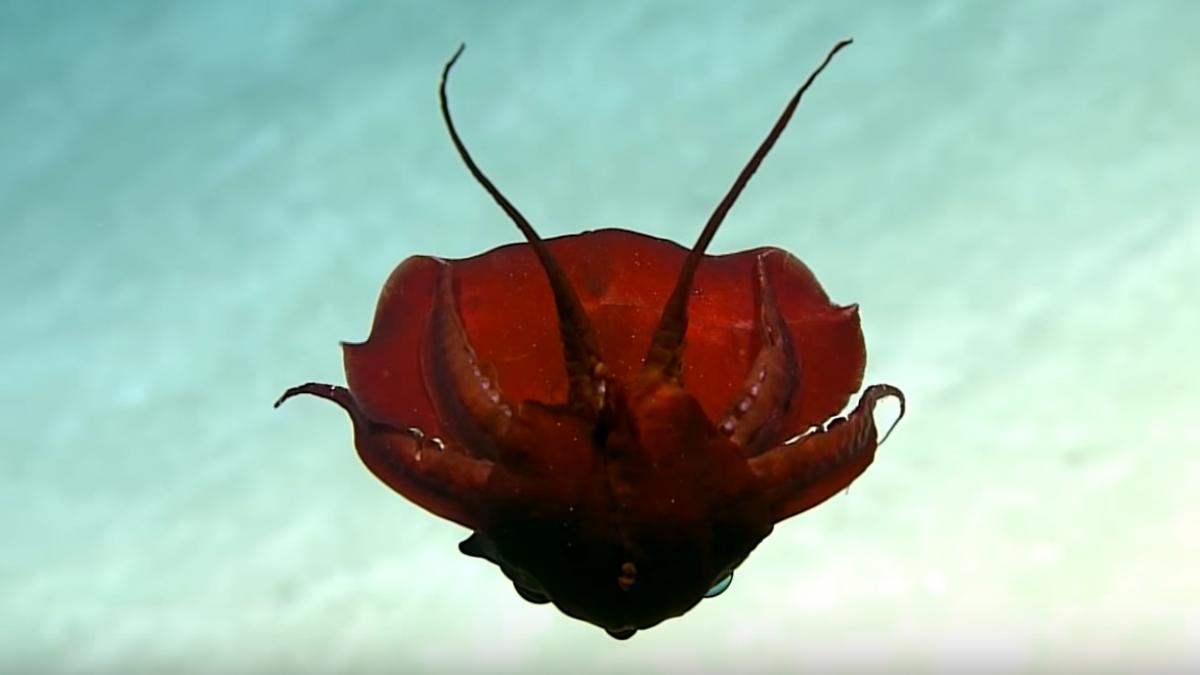 descoperirea care i a bulversat pe cercetatori ce a surprins o drona submarina video