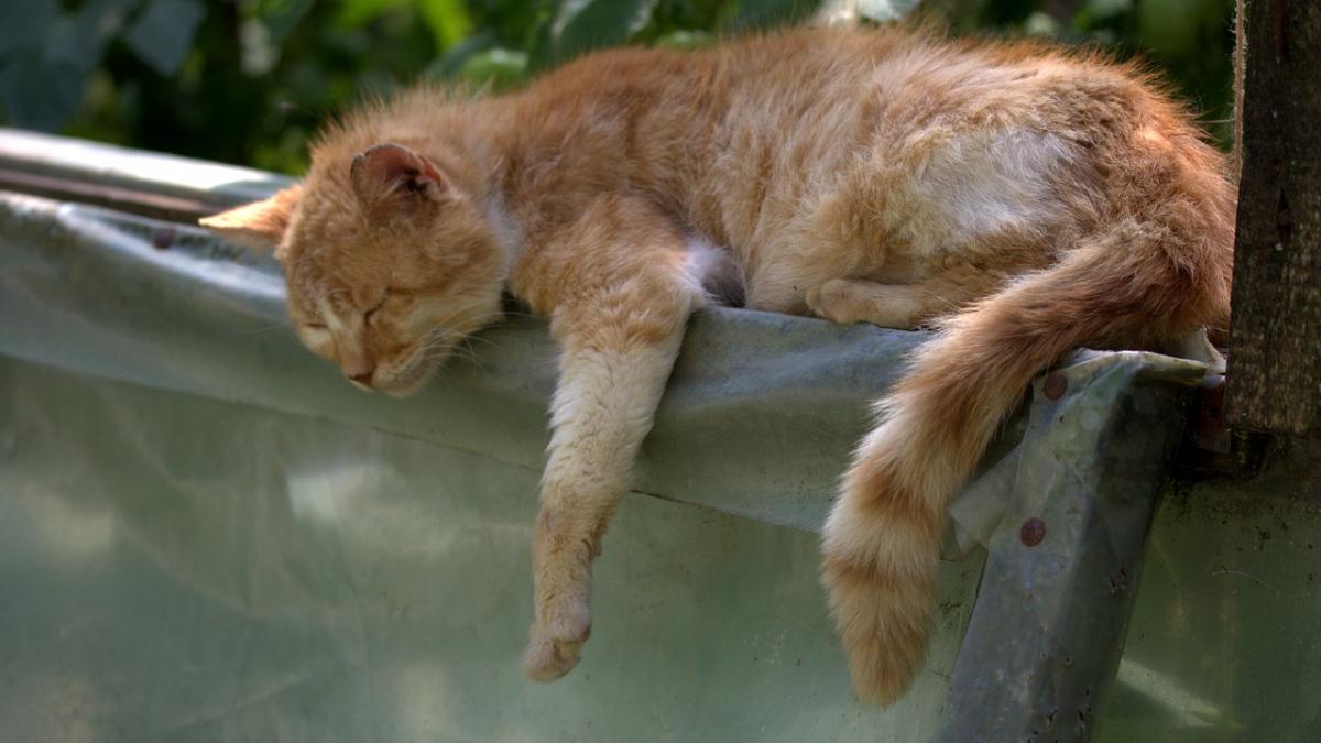 horoscopul pentru ziua muncii 1 mai care sunt zodiile cele mai harnice