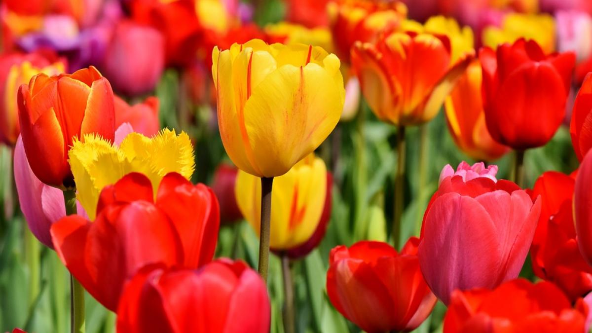 imagini spectaculoase din olanda de la cea mai mare parada de flori din lume