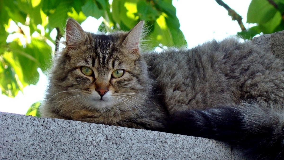 au crezut ca si au pierdut pisica insa dupa cateva ore felina s a intors acasa cu un bilet