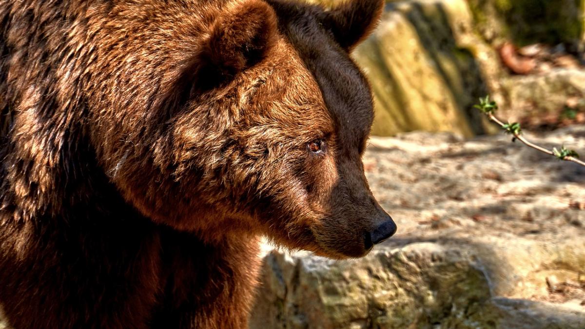 copil de noua ani atacat de urs in judetul harghita