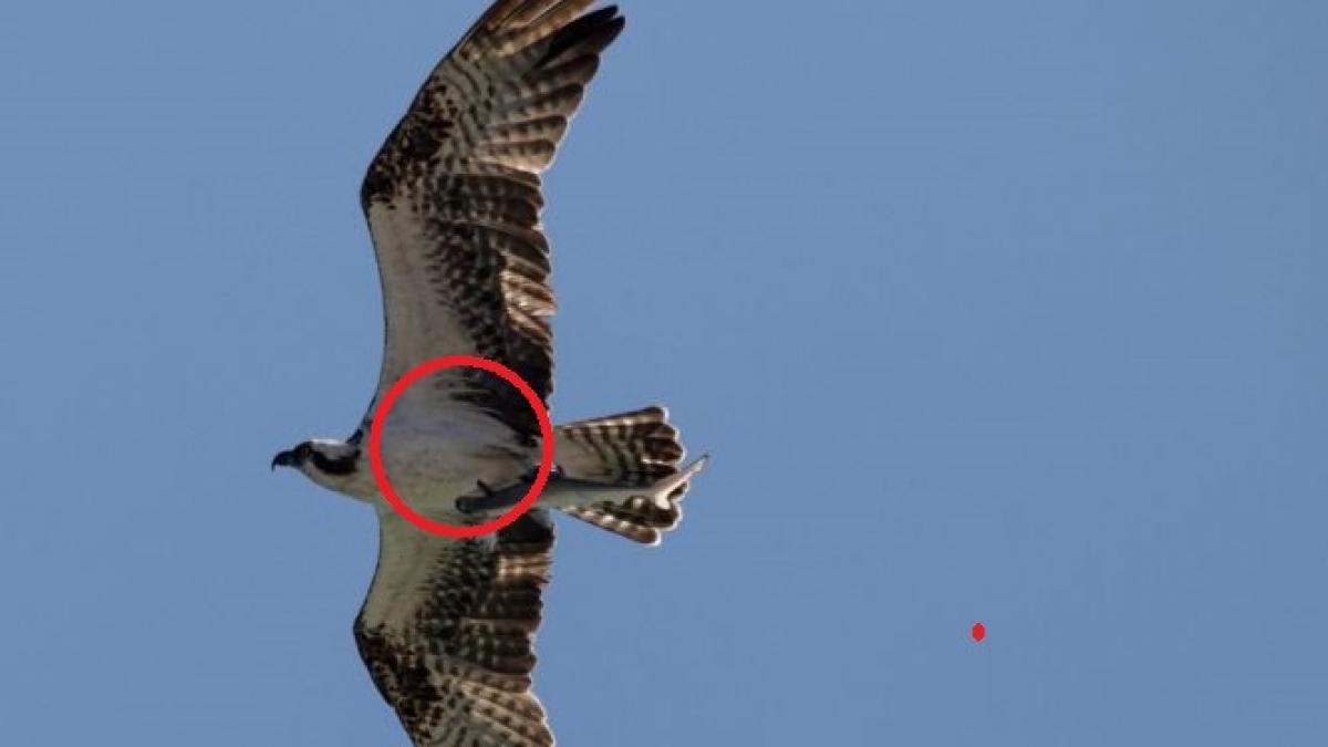 detaliul uimitor surprins in aceasta fotografie doar daca dai zoom il observi