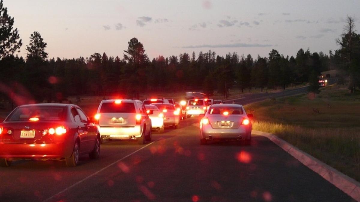 l a vazut cand a calcat o pisica cu masina asa ca l a urmarit nu stia ca va salva o alta viata