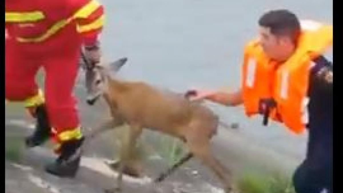 o caprioara salvata de la inec de pompierii din fagaras