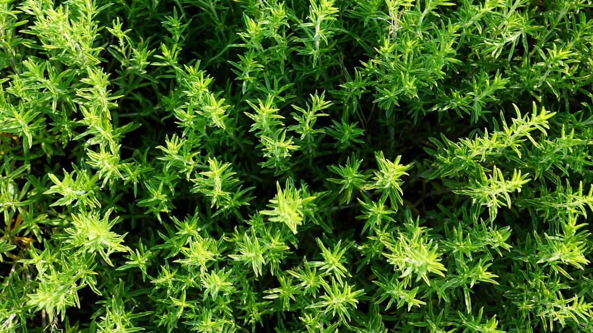 planta aceasta te scapa de ameteli si dureri trebuie sa incerci si tu