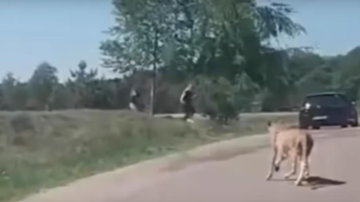 si a vazut moartea cu ochii o familie a scapat ca prin minune de atacul unor gheparzi