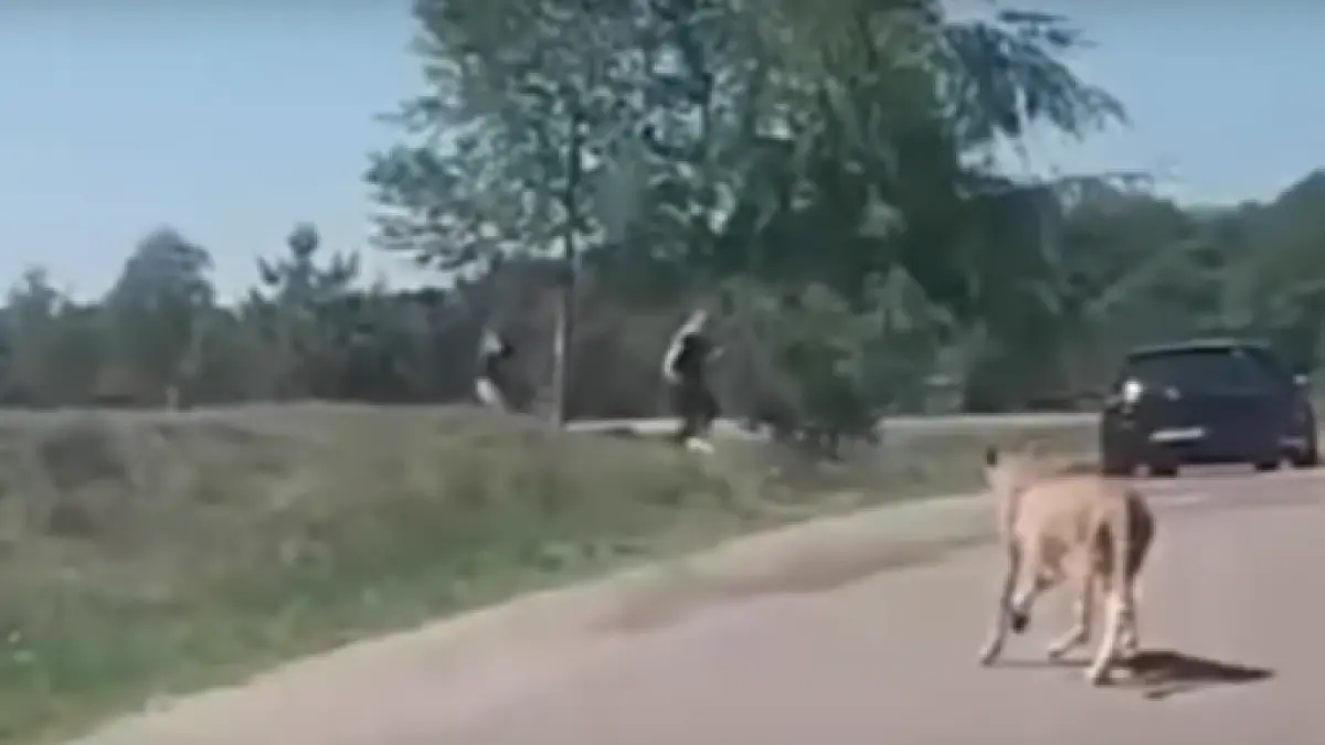 si a vazut moartea cu ochii o familie a scapat ca prin minune de atacul unor gheparzi