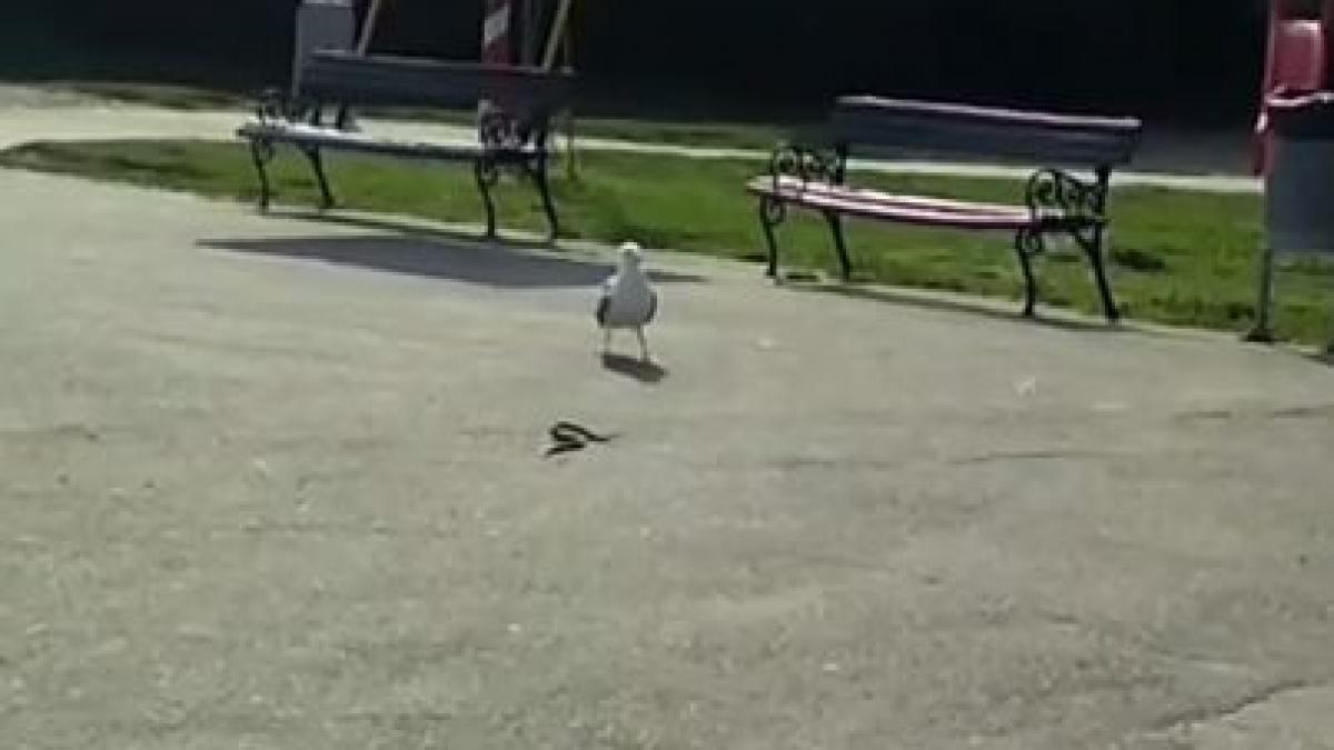 Apariție șocantă în parc, la locul de joacă. A fost găsit un șarpe