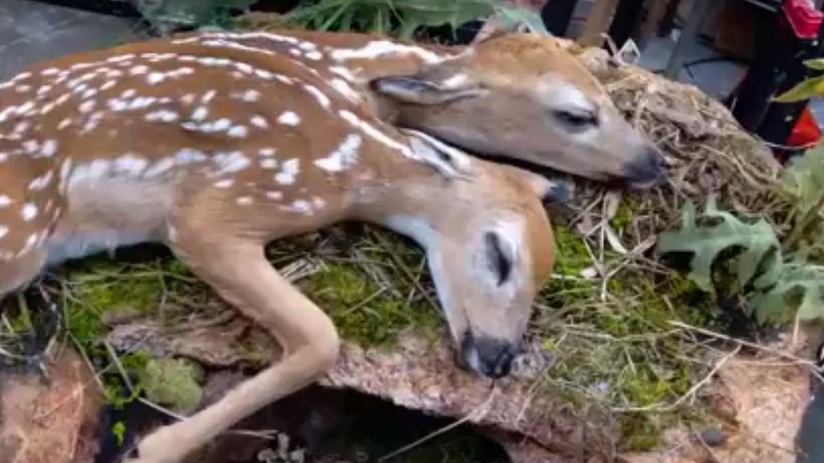descoperire socanta in statele unite cercetatorii au gasit o caprioara cu doua capete