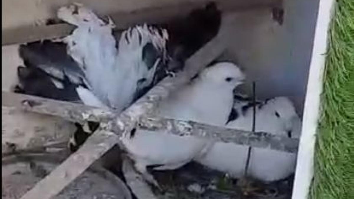 gestul impresionant facut de un porumbel pentru partenera sa nimeni nu s ar fi gandit la asta video