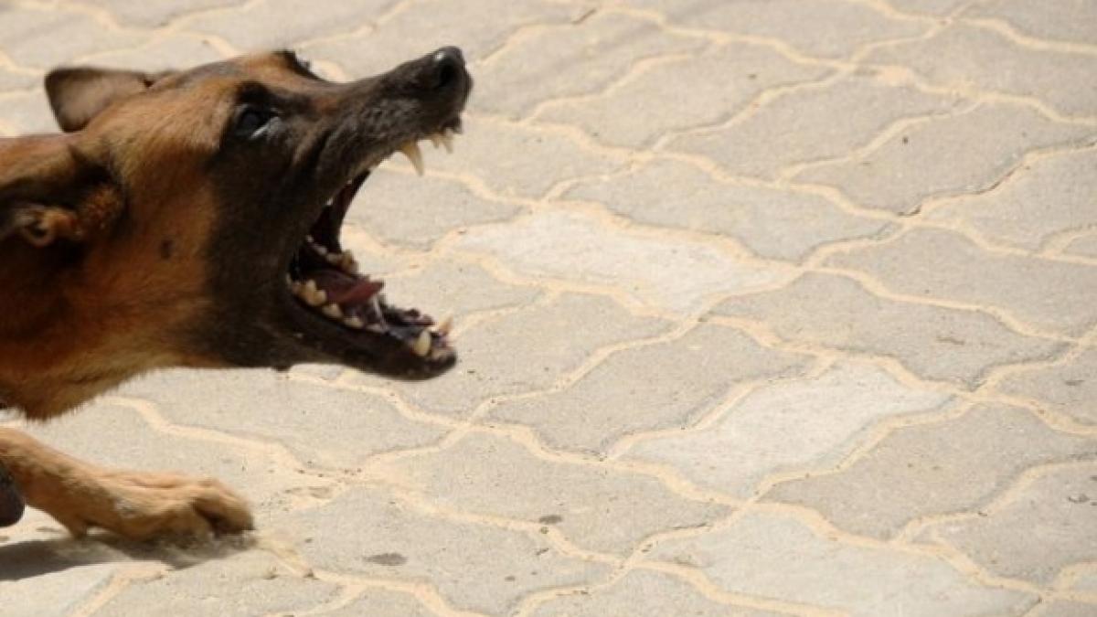 a fost muscata de un caine in curtea unui spital copila va primi o despagubire de 10 000 de euro