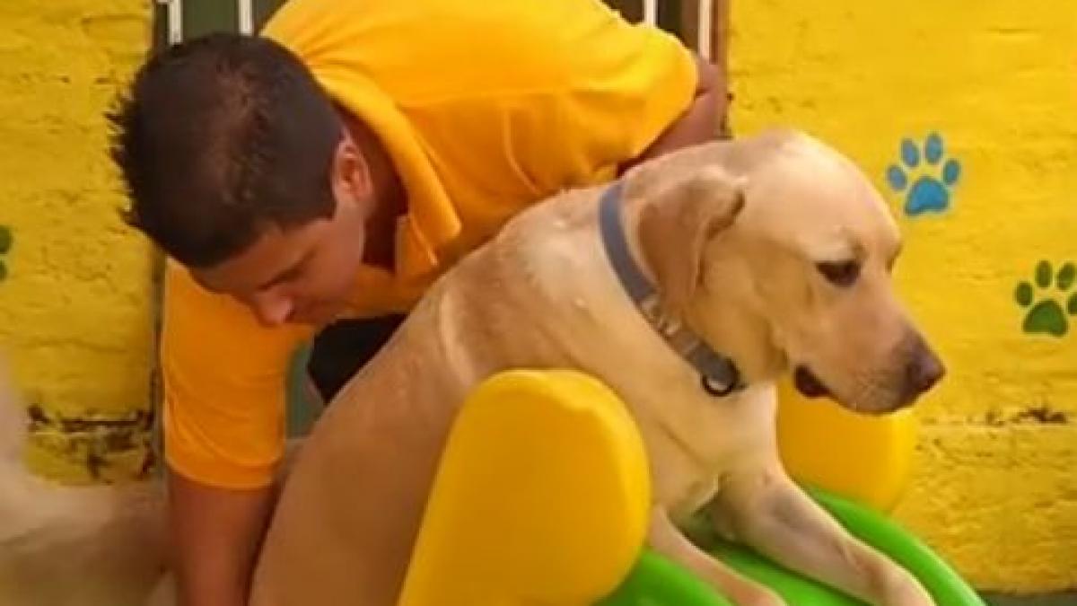 clipul care a starnit hohote de ras pe internet cum se distreaza mai multi catei video