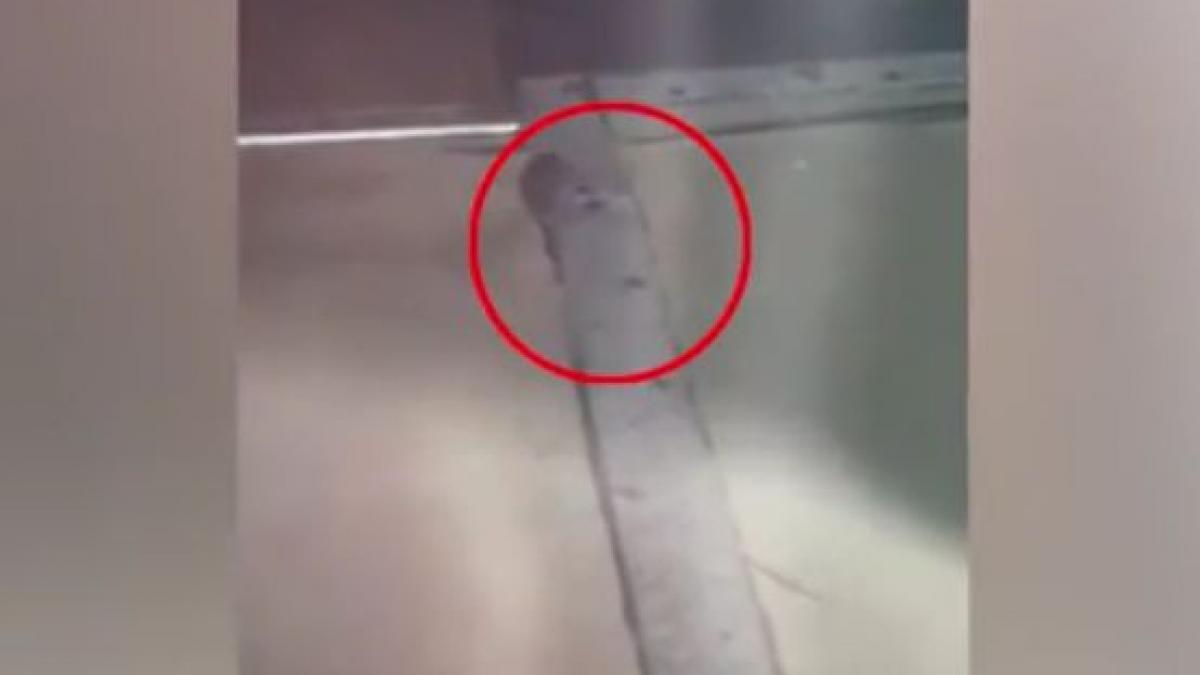 scene socante la o covrigarie din vaslui soarecii se plimbau nestingheriti printre produse