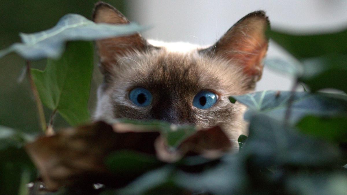 motanul unei femei din constanta bodyguard impotriva fostului sot ce i a facut cand a devenit