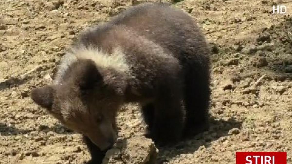 un pui de urs a fost salvat de turisti simpaticul animal a fost dus apoi la rezervatia din zarnesti