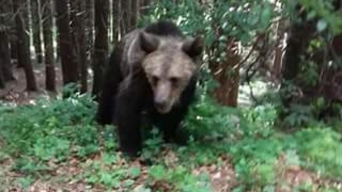 era la lacul sfanta ana si a vrut sa faca un selfie cu un urs ce a patit femeia e de necrezut