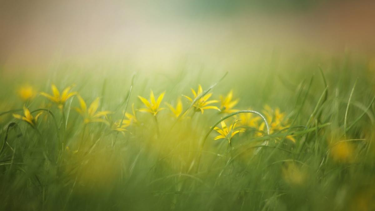 vremea in minivacanta de rusalii vremea va fi mai calda decat normalul perioadei unde va ploua