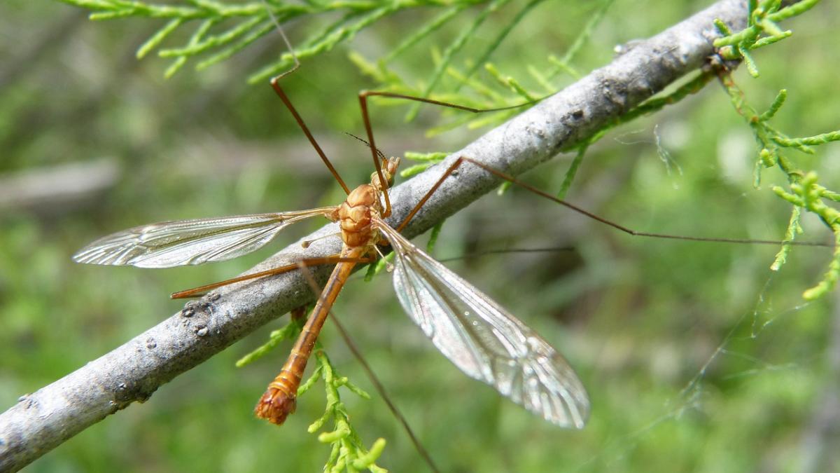 adevaratul pericol al intepaturilor de tantar la ce ne expun aceste insecte