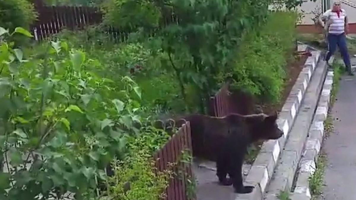 imaginile zilei vin de la busteni un urs a fost surprins la plimbare printre blocuri