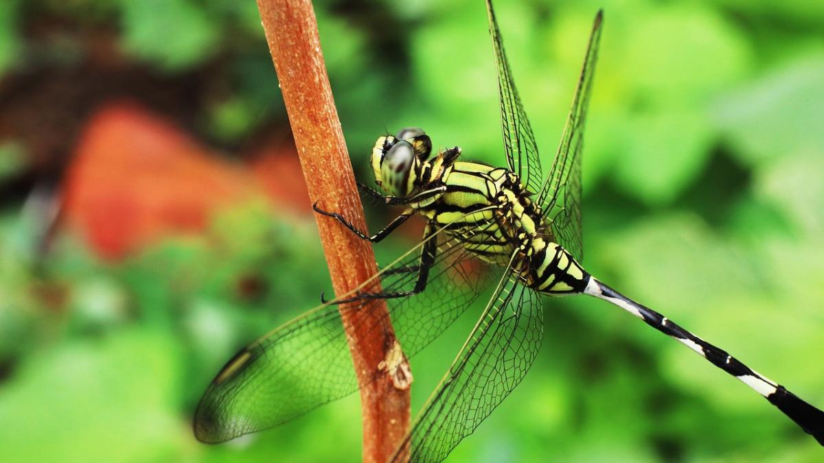 stare de alerta in mai multe localitati din romania oamenii au fost invadati de lacuste