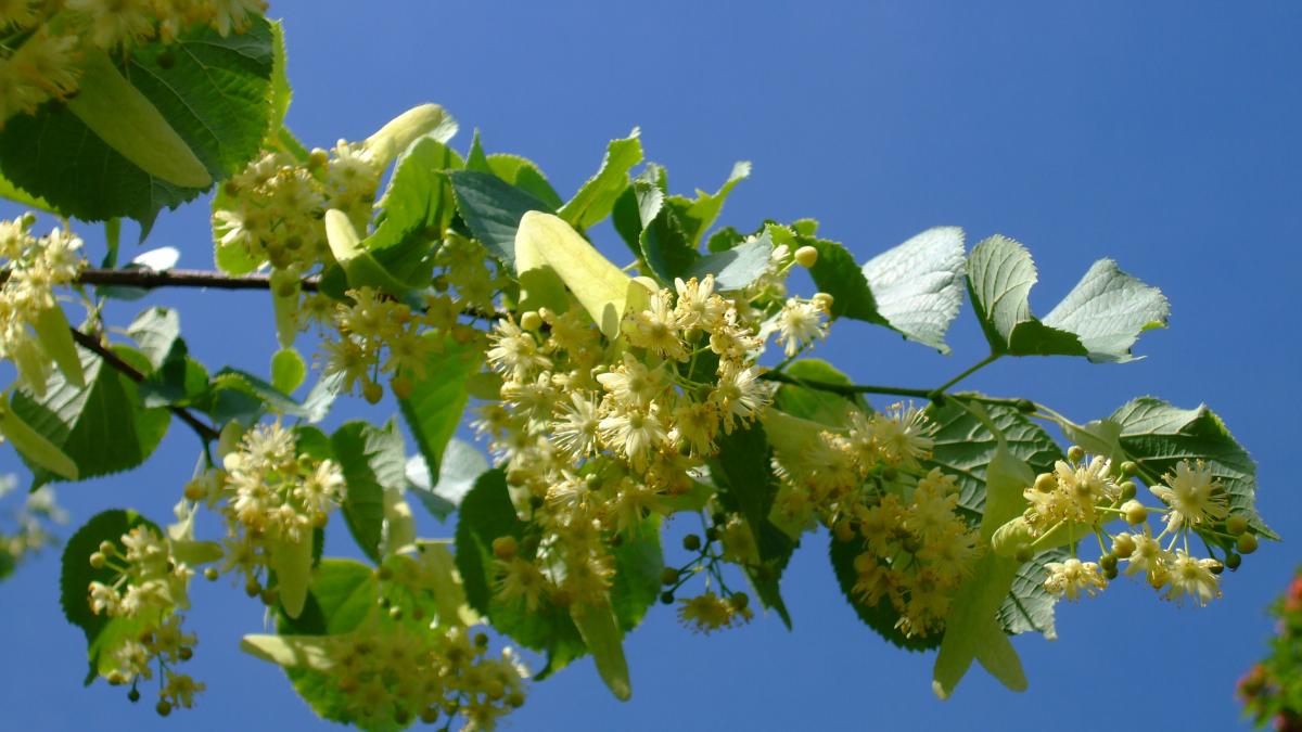 ce facem cu ramurile de tei de la rusalii 2018