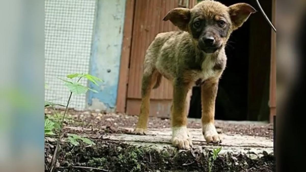 cum arata cainii radioactivi de la cernobil la 32 de ani de la dezastrul nuclear video