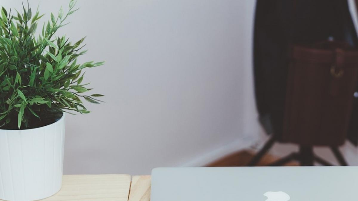 numai de bine plantele care nu ar trebui sa lipseasca niciodata de la birou