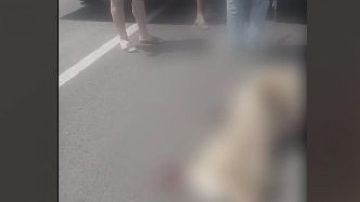 scene revoltatoare cu un profesor care si maltrateaza propriul caine mai multe persoane au sarit in