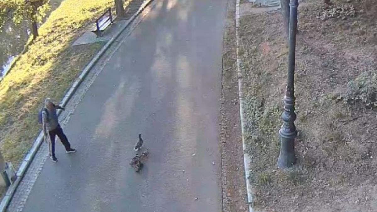 ce a patit un barbat care a furat o rata din parcul nicolae romanescu