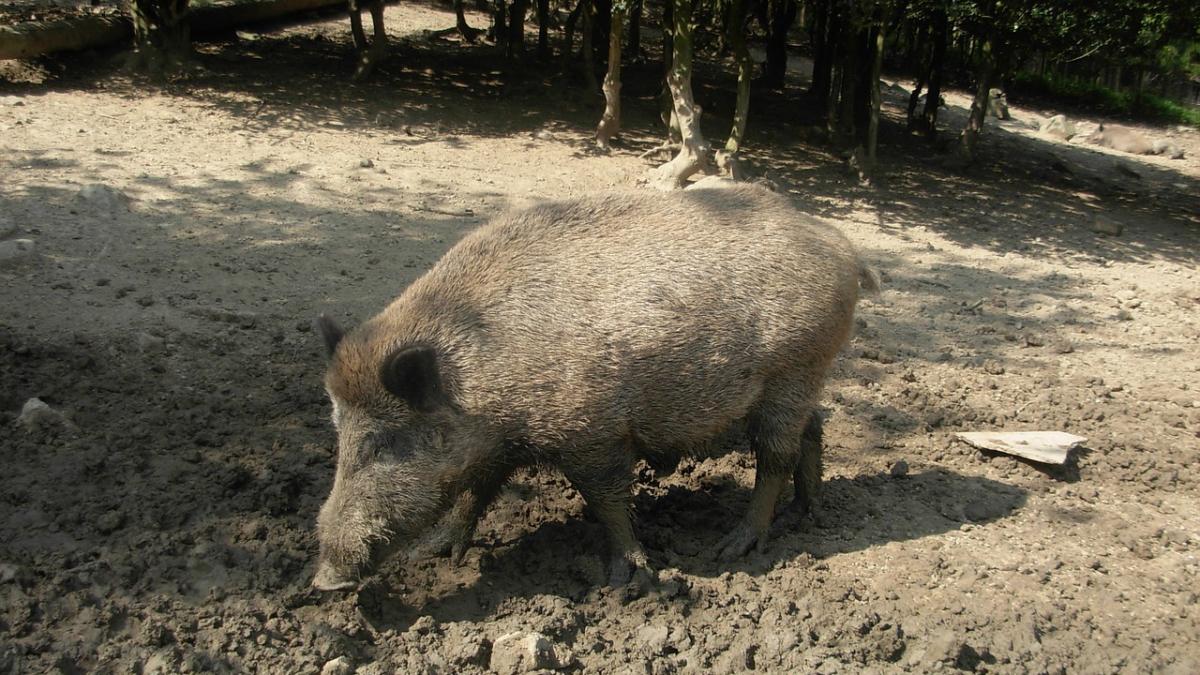 alerta sanitara in romania virusul pestei porcine africane detectat la un porc mistret