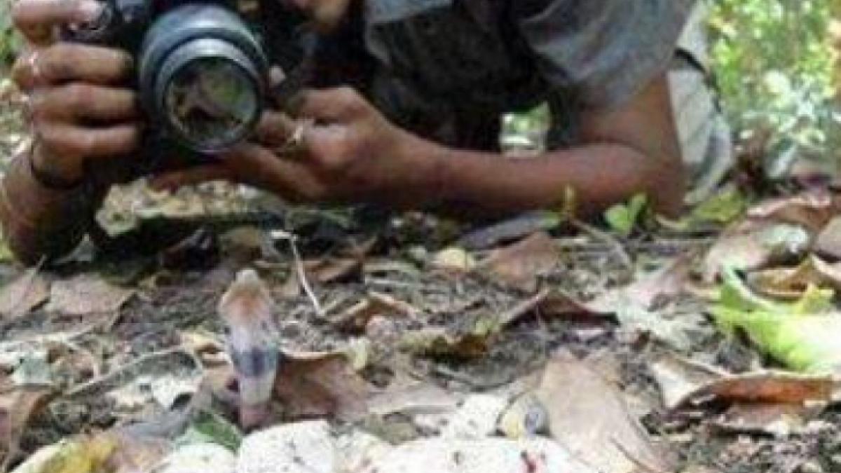 fotografia un cuib de serpi a avut un soc cand s a uitat in spatele sau