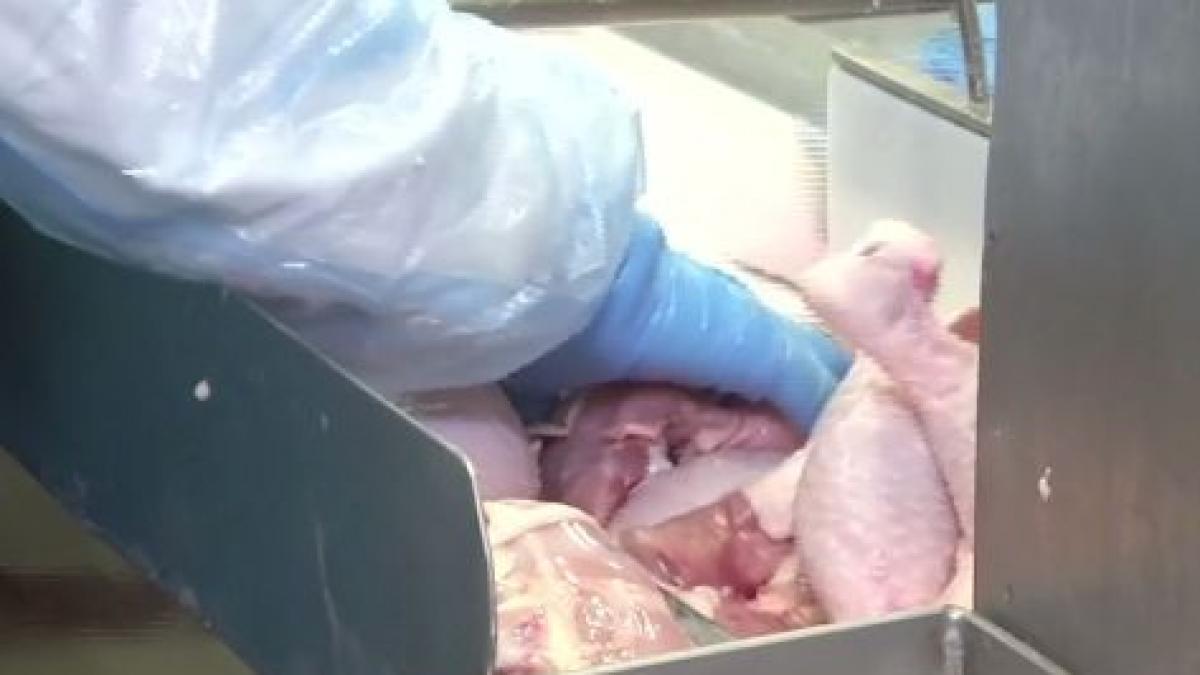 carne si alte alimente tinute la soare si vandute ce avertizeaza medicii