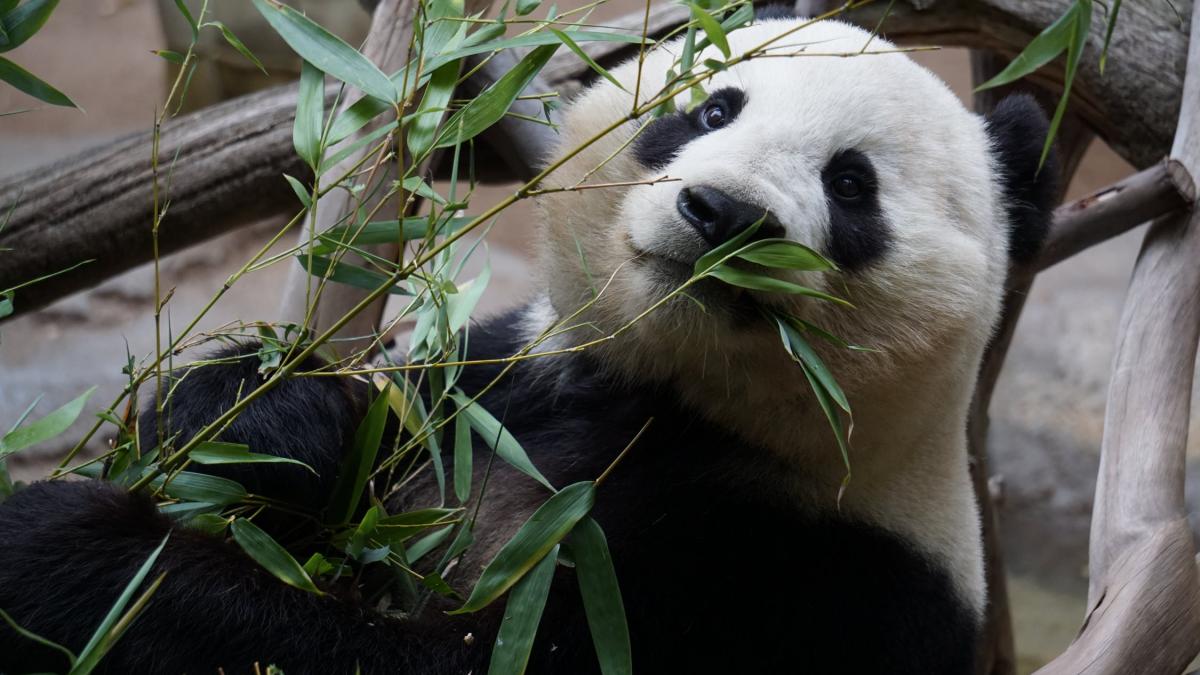un urs panda urias surprins pe plantatiile oamenilor
