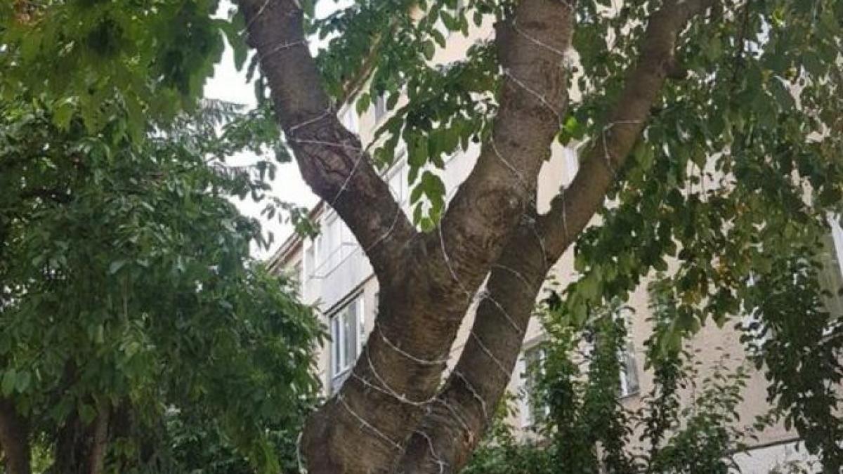 ciresi infasurati cu sarma ghimpata sa nu poata manca copiii fructele