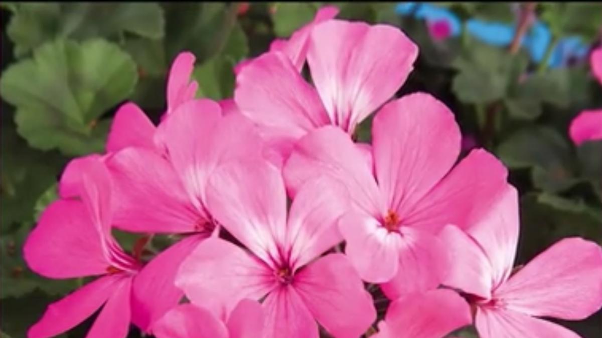 numai de bine cum sa ingrijim corect muscatele iata cateva trucuri utile