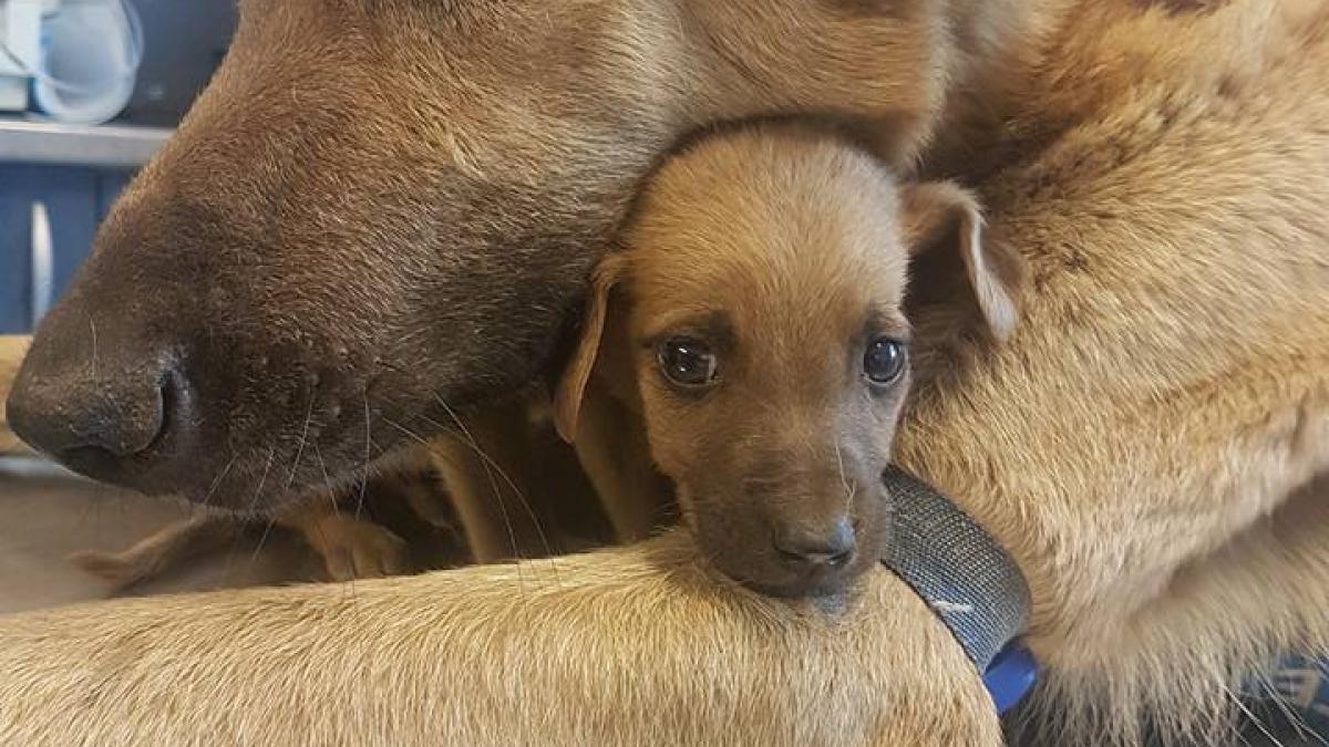 Teodora a văzut o cățea în curtea unei case, cu un pui. Când s-a uitat mai bine, a încremenit. Animalele erau....