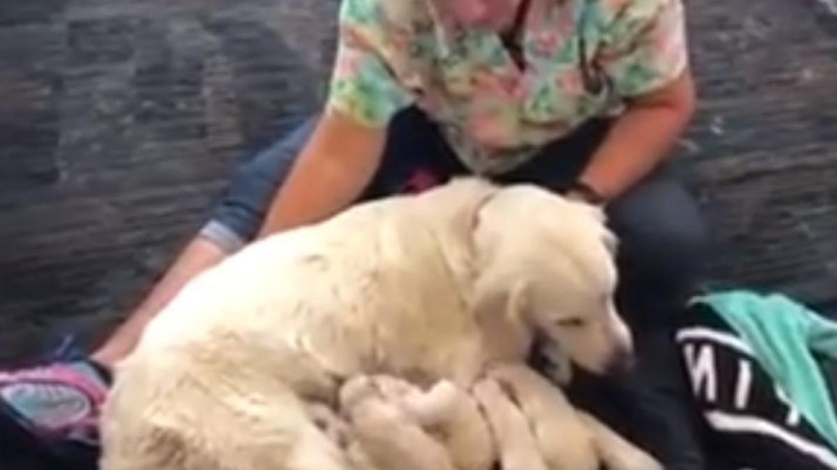 o catea a dat nastere la opt catelusi adorabili intr un aeroport aglomerat din florida