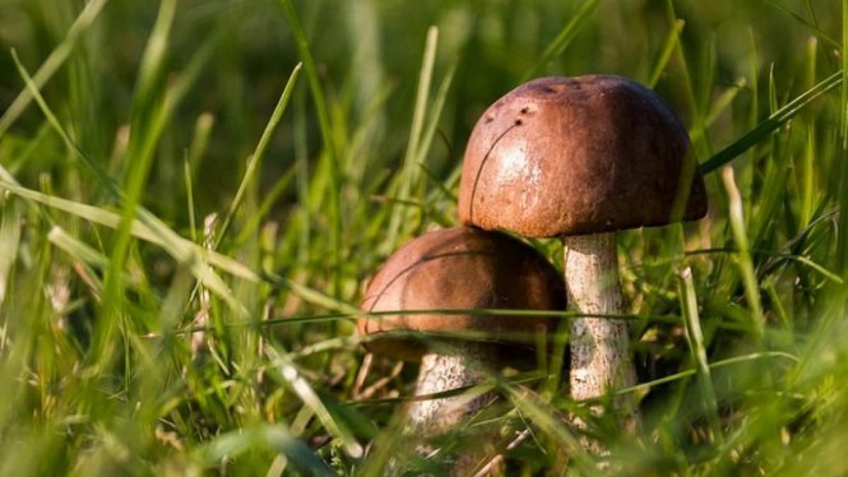 sase copii din vaslui au ajuns la spital dupa ce au mancat ciuperci otravitoare